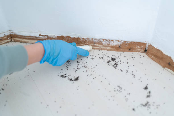 Best Ant Control Services  in USA